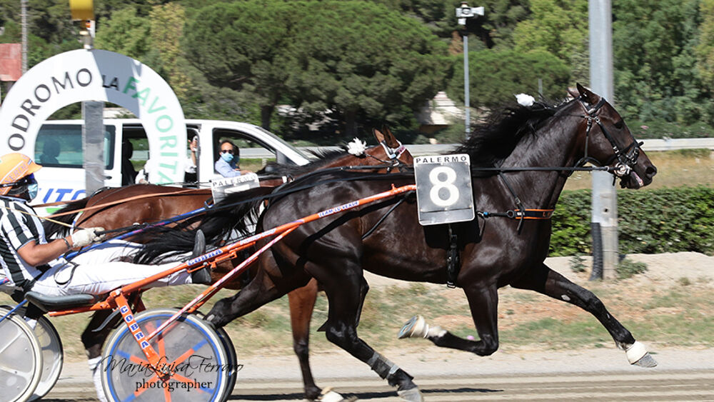 Altra giornata di corse all’ippodromo: Gaspare Lo Verde show, iniziano i lavori per il maxischermo