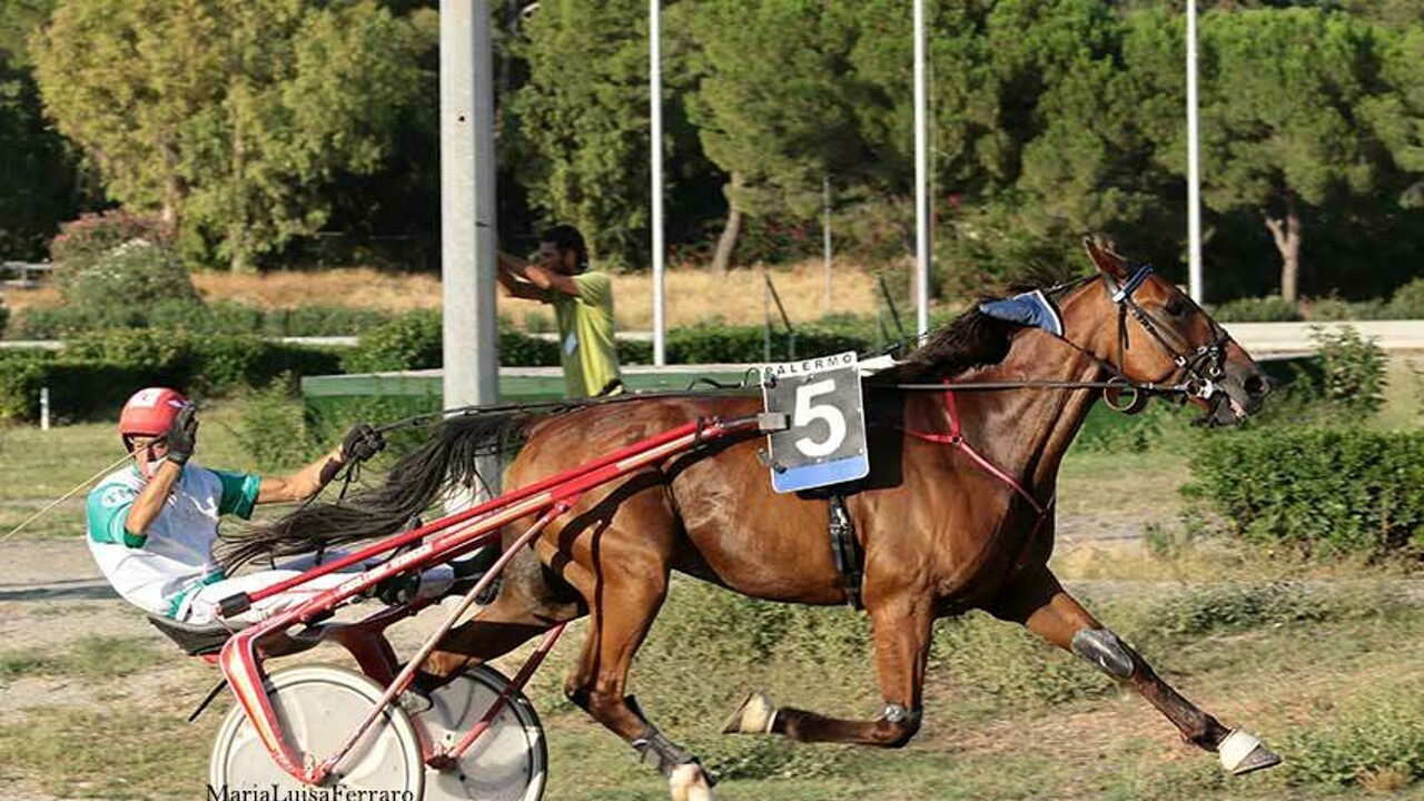 Ippica, a Urbano Bargal il centrale: vittoria senza discussioni per il cavallo guidato da Giuseppe Cordova